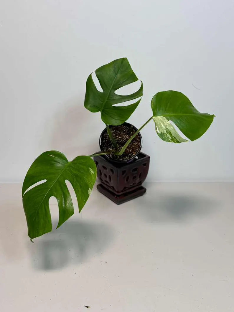 Rare Monstera Albo Variegated - Indoor White Monstera Albo Borsigiana Plant - Live Plant - Collector's Aroid - Gift Plant - US Seller