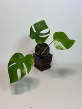 Rare Monstera Albo Variegated - Indoor White Monstera Albo Borsigiana Plant - Live Plant - Collector's Aroid - Gift Plant - US Seller