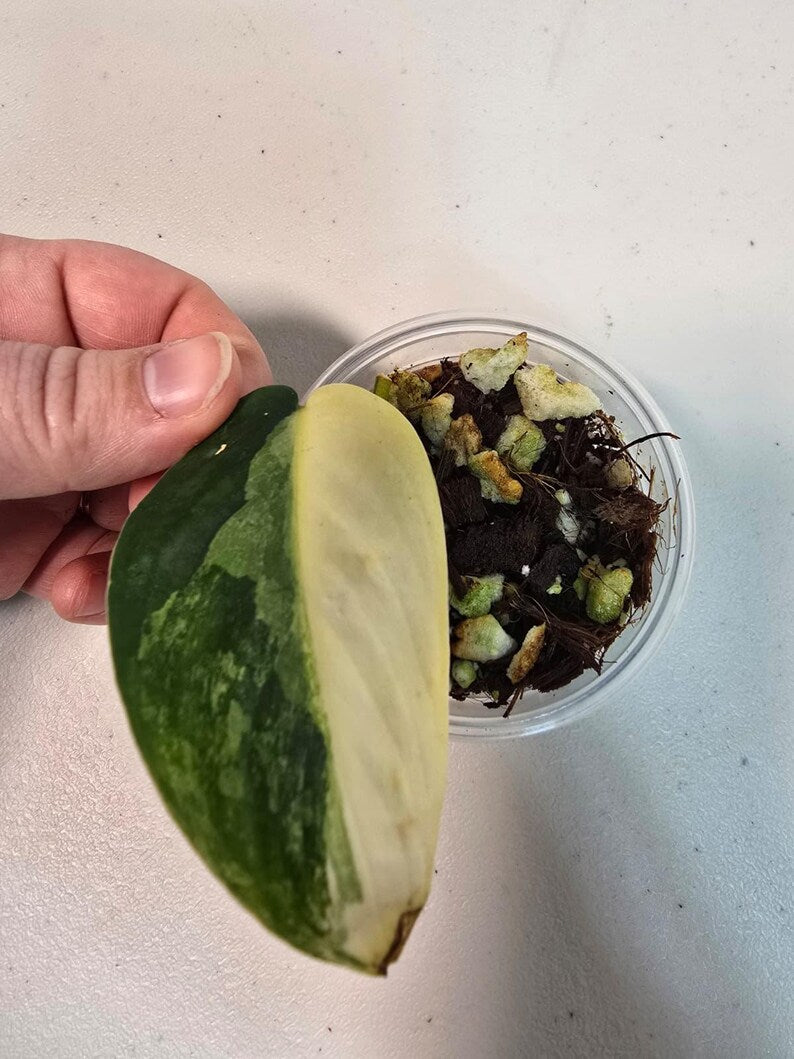 Variegated Scindapsus Pictus 'Jade Satin' Plant in a Nursery Pot - Rare Collector Plant - SAME Plant - US Seller