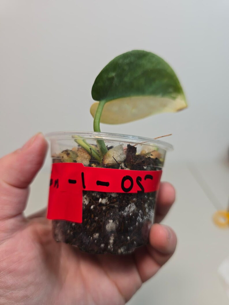 Variegated Scindapsus Pictus 'Jade Satin' Plant in a Nursery Pot - Rare Collector Plant - SAME Plant - US Seller