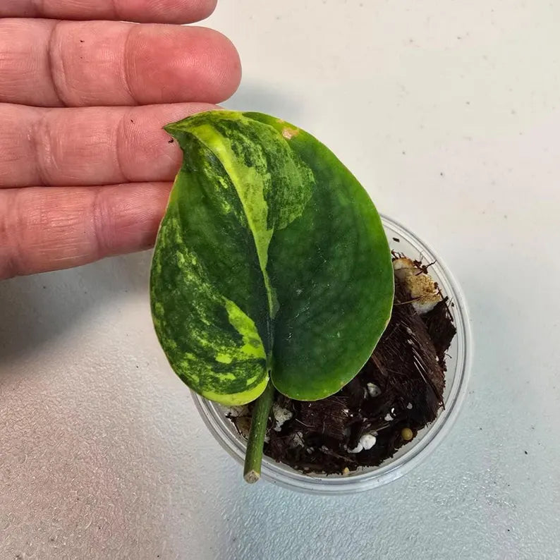 Variegated Scindapsus Pictus 'Jade Satin' Plant - Rare Collector Plant - SAME Plant - US Seller