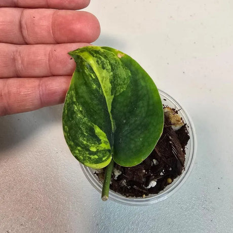 Variegated Scindapsus Pictus 'Jade Satin' Plant - Rare Collector Plant - SAME Plant - US Seller