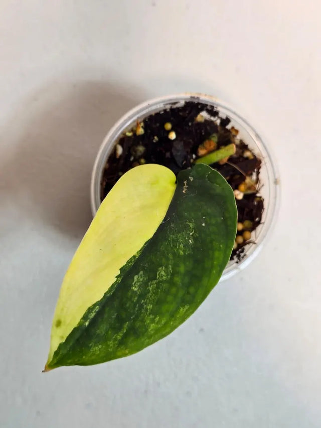  Variegated Scindapsus 