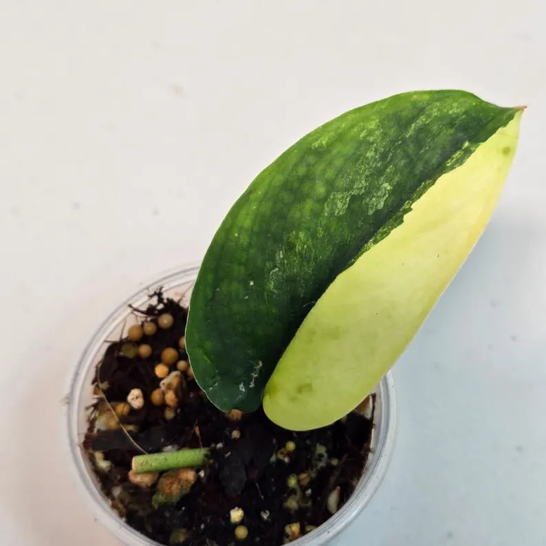 Variegated Scindapsus Pictus 'Jade Satin' - Rare Collector Plant - SAME Plant - US Seller