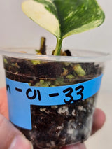 Variegated Scindapsus Pictus 'Jade Satin' Plant in a Nursery Pot - Rare Collector Plant - SAME Plant - US Seller