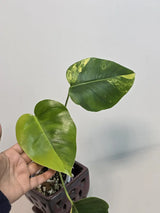 Monstera Aurea Variegated Borsigiana in a Nursery Pot