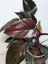 Philodendron Orange Princess Live Plant - Rare Collector Plant - Orange-Red Variegated - Exact Plant - US Seller