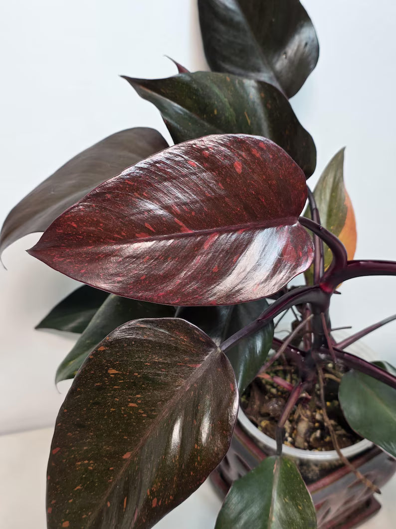 Philodendron Orange Princess Live Plant - Rare Collector Plant - Orange-Red Variegated - Exact Plant - US Seller