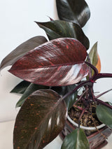 Philodendron Orange Princess Live Plant - Rare Collector Plant - Orange-Red Variegated - Exact Plant - US Seller