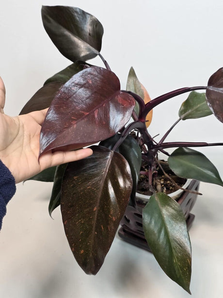Philodendron Orange Princess Live Plant - Rare Collector Plant - Orange-Red Variegated - Exact Plant - US Seller