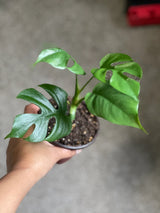 Rare Monstera Minima | Rhaphidophora Tetrasperma | Mini Monstera | UNROOTED Plant Cutting | Indoor Plants | Tretrassperma Philodendron