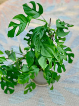 Rare Monstera Minima | Rhaphidophora Tetrasperma | Mini Monstera | UNROOTED Plant Cutting | Indoor Plants | Tretrassperma Philodendron