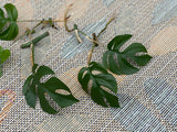 Rare Monstera Minima | Rhaphidophora Tetrasperma | Mini Monstera | UNROOTED Plant Cutting | Indoor Plants | Tretrassperma Philodendron