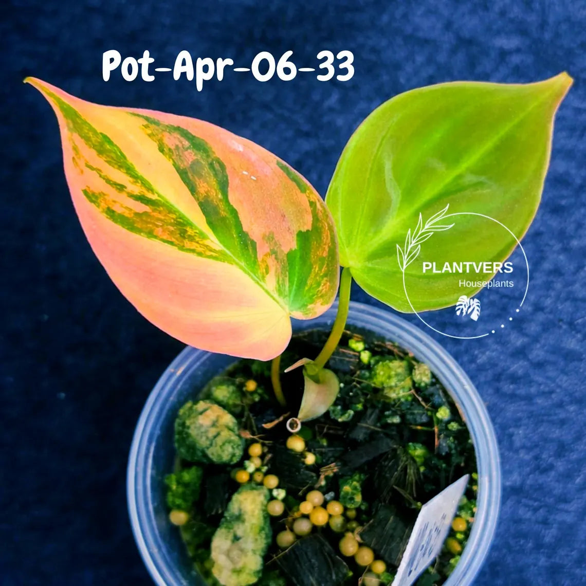 Variegated Philodendron Mican Aurea - Rare Collector Plant - EXACT Plant - US SELLER