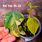 Variegated Philodendron Mican Aurea - Rare Collector Plant - EXACT Plant - US SELLER