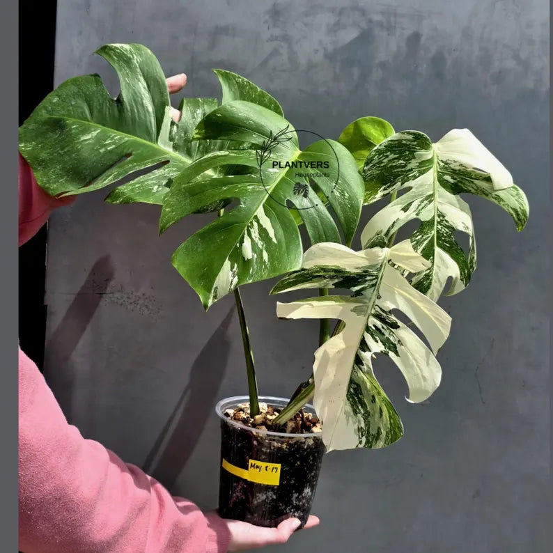 Variegated Monstera Albo Live Plant - White Albo Borsigiana - Rare Collector Plant - EXACT Plant - US Seller