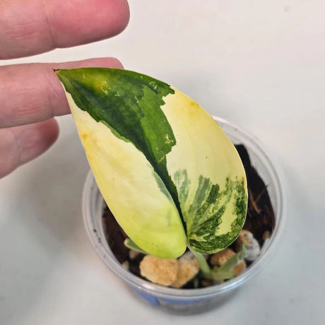 Variegated Scindapsus Pictus Jade Satin - Rare Collector Plant - SAME Plant - US Seller