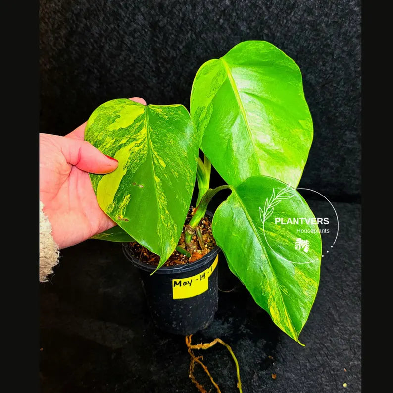 Monstera Aurea Variegated Borsigiana Live plant - Monstera Marmota Large Form - EXACT Same Plant - US Seller