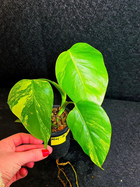 Monstera Aurea Variegated Borsigiana Live plant - Monstera Marmota Large Form - EXACT Same Plant - US Seller
