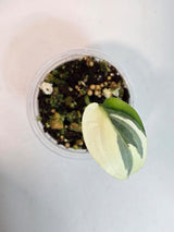 Super Rare Scindapsus Treubii ‘Moonlight’ Albo - Variegated Collector Plant - Exotic Tropical Plant - US Seller