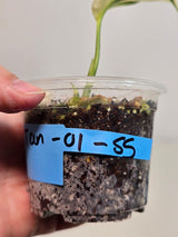 Super Rare Scindapsus Treubii ‘Moonlight’ Albo - Variegated Collector Plant - Exotic Tropical Plant - US Seller