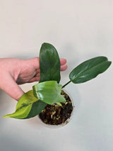 Gift Houseplant
