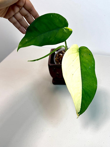 Syngonium Chiapense Albo Variegated - Stunning Aroid - SAME Plant - US Seller