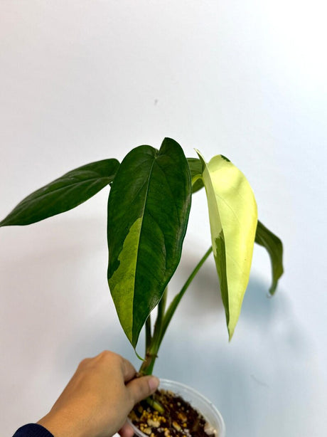 Syngonium Chiapense Albo Variegated - Stunning Aroid - SAME Plant - US Seller