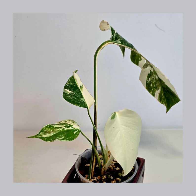 Variegated Monstera Albo Plant - Rare Indoor White Monstera Albo Borsigiana Plant - Half-Moon Baby Leaf Plant - Rare Houseplant -EXACT Plant