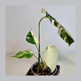Variegated Monstera Albo Plant - Rare Indoor White Monstera Albo Borsigiana Plant - Half-Moon Baby Leaf Plant - Rare Houseplant -EXACT Plant