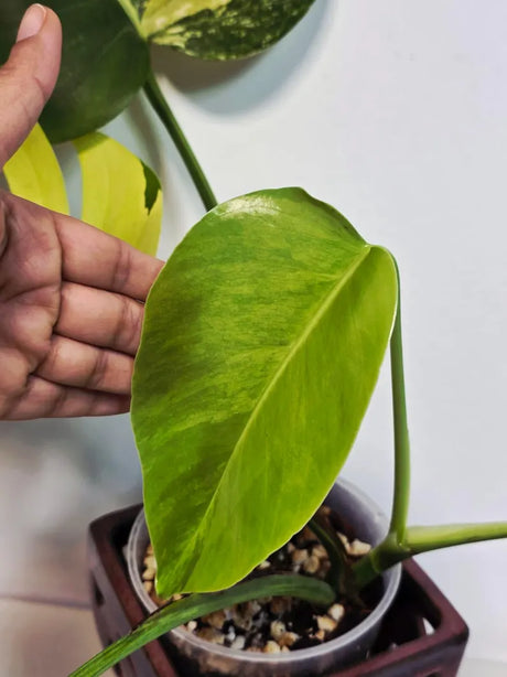 Monstera Aurea Variegated Borsigiana in a Nursery Pot - Rare Monstera Marmota - SAME Plant - US Seller