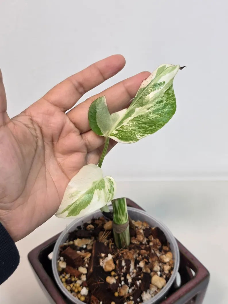 Variegated Monstera Albo Plant - Rare Indoor Plant - White Monstera Borsigiana Albo Baby Leaf Plant - Albo Monstera - EXACT Plant- US Seller