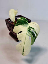 Variegated Monstera Albo EXACT Live Plant - Rare Indoor Plant - White Monstera Borsigiana Albo Top Cut Potted Plant - Large Form - US Seller