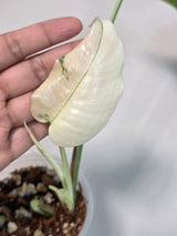 Variegated Monstera Albo EXACT Live Plant - Rare Indoor Plant - White Monstera Borsigiana Albo Top Cut Potted Plant - Large Form - US Seller