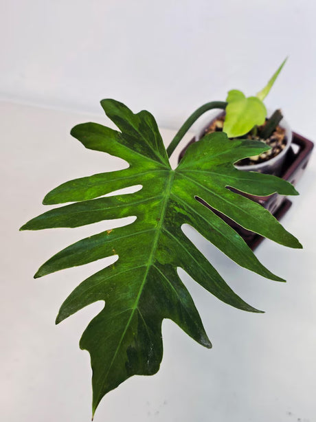 Philodendron Radiatum Variegated - Indoor Rare Plant - Large Form - Plants Lover Gift - Live Plant - Exact Same Plant - US Seller
