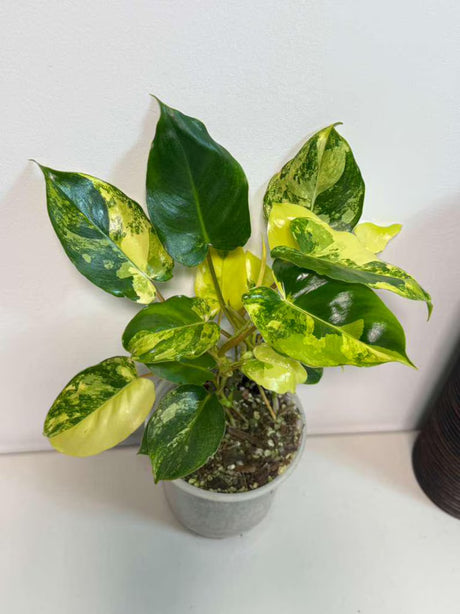 Variegated Burle Marx Philodendron Plant - Indoor & Outdoor Live Tropical House plant - SAME Potted Plant as Image - US Seller