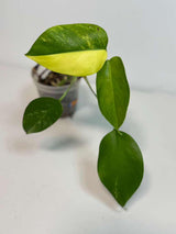 Monstera Aurea Variegated Borsigiana in a Nursery Pot