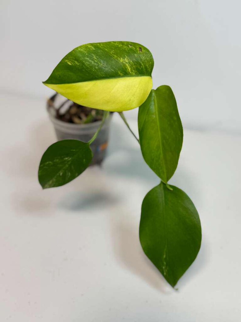 Monstera Aurea Variegated Borsigiana in a Nursery Pot