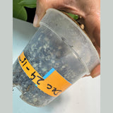 Monstera Aurea Variegated Borsigiana in a Nursery Pot