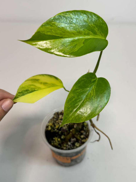 Monstera Aurea Variegated Borsigiana in a Nursery Pot