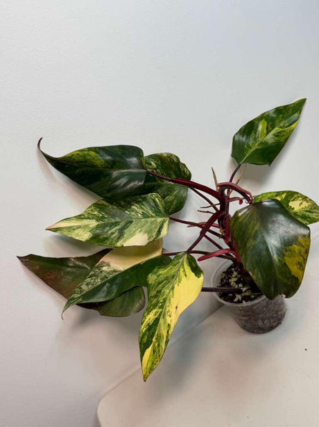 Variegated Philodendron Strawberry Shake Live Plant - Rare Collector Plant - Gift Indoor Plant - Philodendron Pink Plant - US Seller
