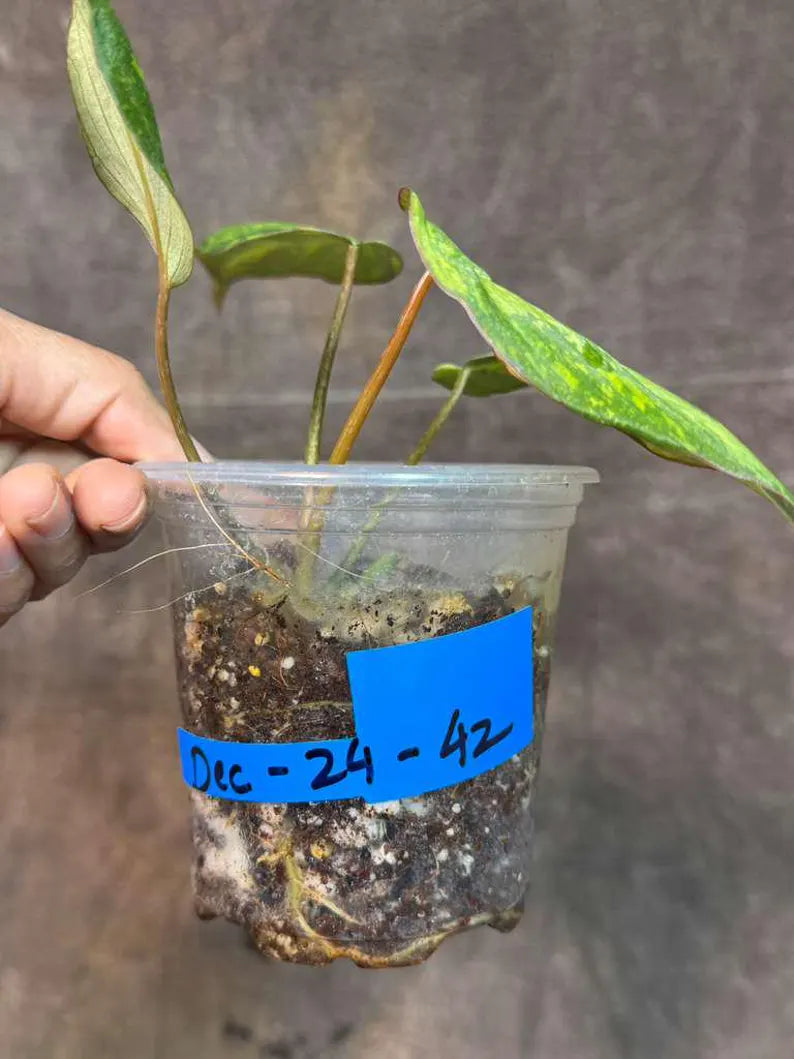 Aroid Plants