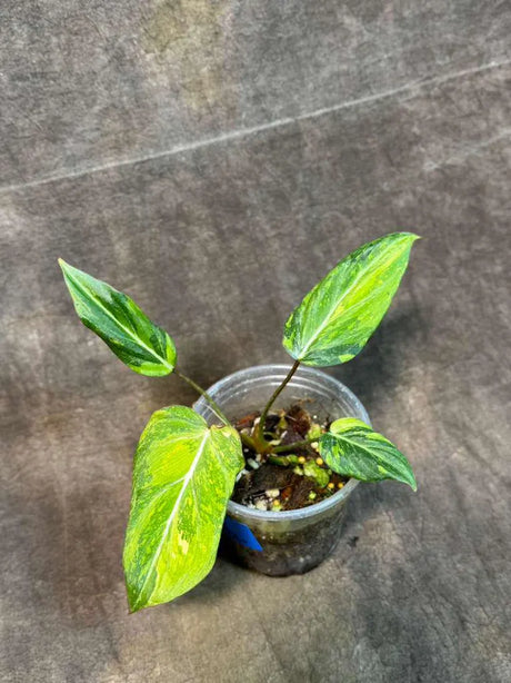 Super Rare Variegated Philodendron Gloriousum Tricolor EXACT Plant - Live Tropical Houseplant - Gift Plant - Collector's Aroid -US Seller