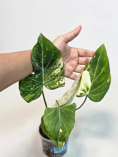 Super Rare Variegated Philodendron Gloriousum Tricolor EXACT Plant - Live Tropical Houseplant - Gift Plant - Collector's Aroid -US Seller