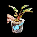 Philodendron Yellow Congo Variegated Live Plant - Super Rare Indoor - Hard to Come By - Collector's Aroid - Exact Same Plant - US Seller