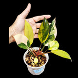 Philodendron Yellow Congo Variegated Live Plant - Super Rare Indoor - Hard to Come By - Collector's Aroid - Exact Same Plant - US Seller