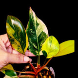 Philodendron Yellow Congo Variegated Live Plant - Super Rare Indoor - Hard to Come By - Collector's Aroid - Exact Same Plant - US Seller