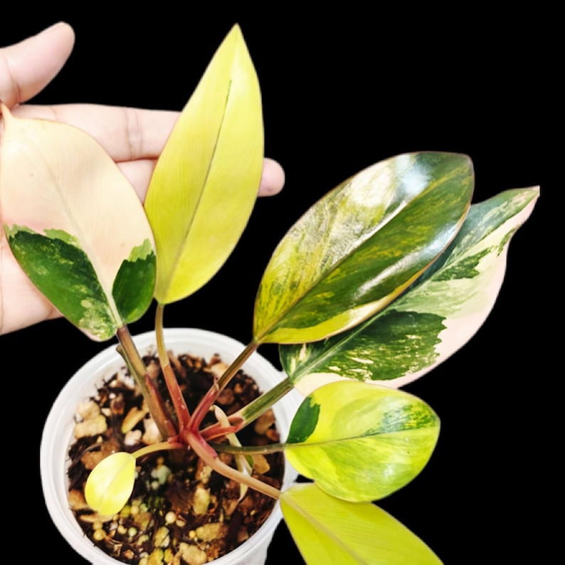 Philodendron Yellow Congo Variegated Live Plant - Super Rare Indoor - Hard to Come By - Collector's Aroid - Exact Same Plant - US Seller
