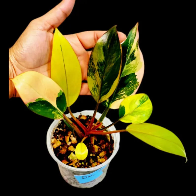 Philodendron Yellow Congo Variegated Live Plant - Super Rare Indoor - Hard to Come By - Collector's Aroid - Exact Same Plant - US Seller