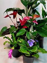 Assorted Indoor Flowering Plant Set of 4 Live Houseplants in 4" Pots- Anthurium, African Violet, Blooming Cactus, Peace Lily